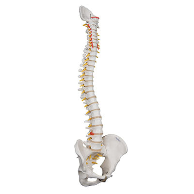 Anatomical model: flexible spine w/o stand